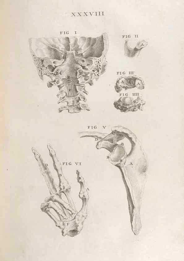 Reproducción/Reproduction 48832806926: Osteographia, or the Anatomy of the Bones.. London,1733.. 