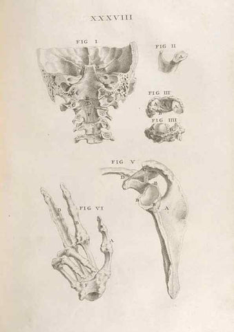 Reproducción/Reproduction 48832806926: Osteographia, or the Anatomy of the Bones.. London,1733.. 