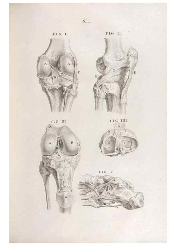 Reproducción/Reproduction 48832441383: Osteographia, or the Anatomy of the Bones.. London,1733.. 