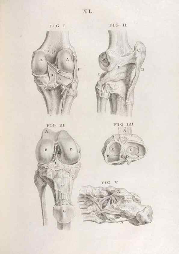 Reproducción/Reproduction 48832441383: Osteographia, or the Anatomy of the Bones.. London,1733.. 