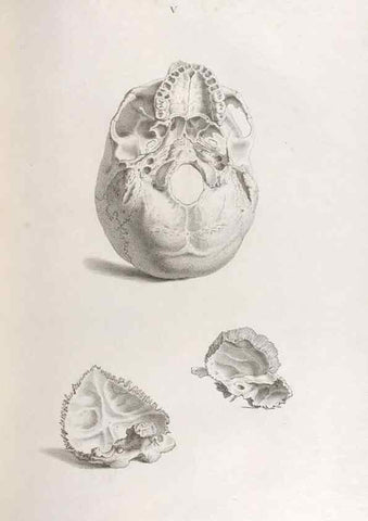 Reproducción/Reproduction 48832449188: Osteographia, or the Anatomy of the Bones.. London,1733.. 