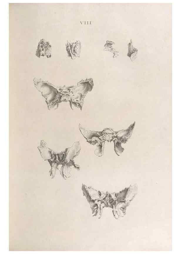 Reproducción/Reproduction 48832986497: Osteographia, or the Anatomy of the Bones.. London,1733.. 