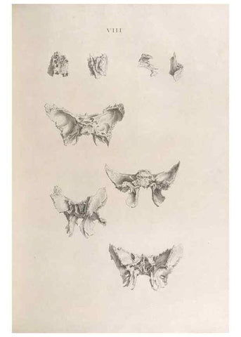 Reproducción/Reproduction 48832986497: Osteographia, or the Anatomy of the Bones.. London,1733.. 