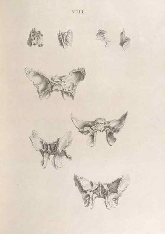 Reproducción/Reproduction 48832986497: Osteographia, or the Anatomy of the Bones.. London,1733.. 