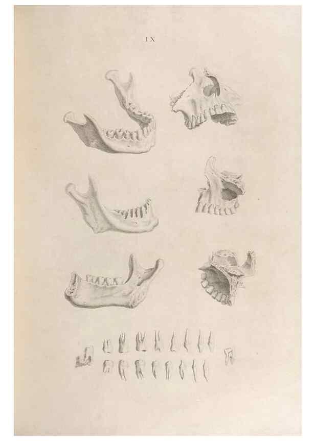 Reproducción/Reproduction 48832450433: Osteographia, or the Anatomy of the Bones.. London,1733.. 