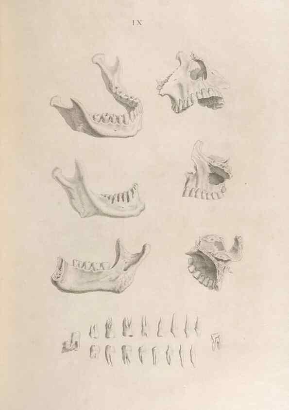 Reproducción/Reproduction 48832450433: Osteographia, or the Anatomy of the Bones.. London,1733.. 