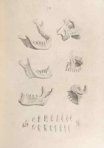 Reproducción/Reproduction 48832450433: Osteographia, or the Anatomy of the Bones.. London,1733.. 