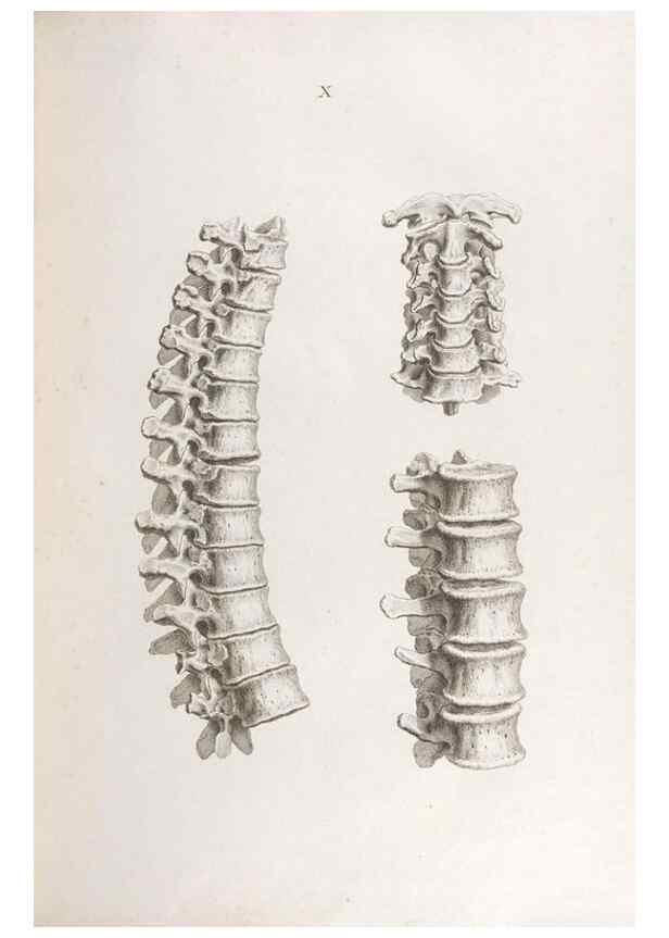 Reproducción/Reproduction 48832816931: Osteographia, or the Anatomy of the Bones.. London,1733.. 