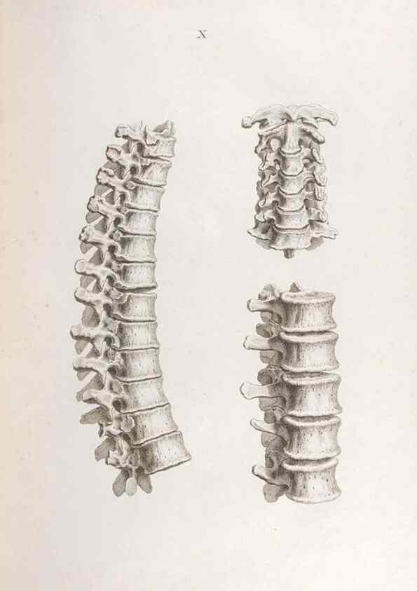 Reproducción/Reproduction 48832816931: Osteographia, or the Anatomy of the Bones.. London,1733.. 