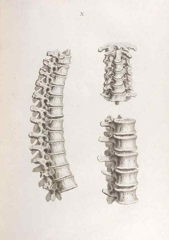 Reproducción/Reproduction 48832816931: Osteographia, or the Anatomy of the Bones.. London,1733.. 