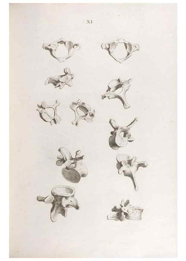 Reproducción/Reproduction 48832987442: Osteographia, or the Anatomy of the Bones.. London,1733.. 