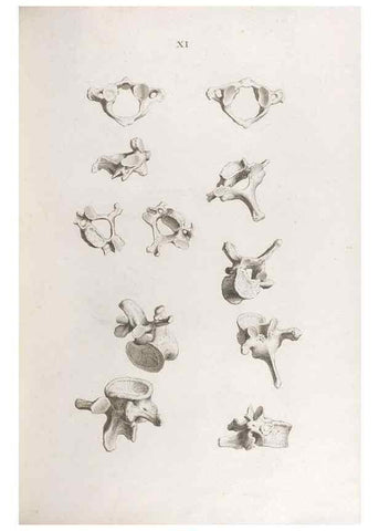 Reproducción/Reproduction 48832987442: Osteographia, or the Anatomy of the Bones.. London,1733.. 