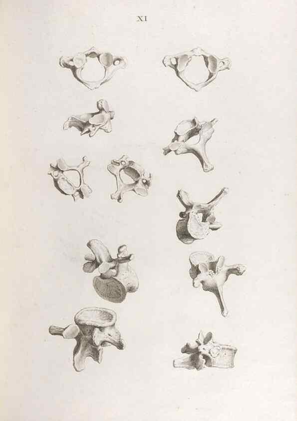 Reproducción/Reproduction 48832987442: Osteographia, or the Anatomy of the Bones.. London,1733.. 