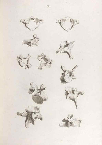 Reproducción/Reproduction 48832987442: Osteographia, or the Anatomy of the Bones.. London,1733.. 