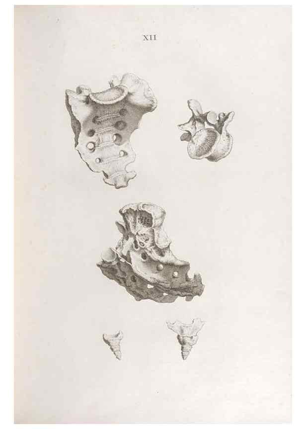 Reproducción/Reproduction 48832987762: Osteographia, or the Anatomy of the Bones.. London,1733.. 