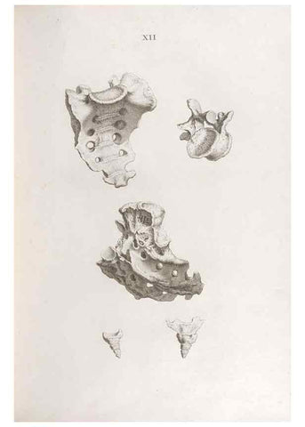 Reproducción/Reproduction 48832987762: Osteographia, or the Anatomy of the Bones.. London,1733.. 