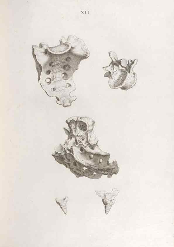 Reproducción/Reproduction 48832987762: Osteographia, or the Anatomy of the Bones.. London,1733.. 
