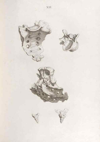 Reproducción/Reproduction 48832987762: Osteographia, or the Anatomy of the Bones.. London,1733.. 