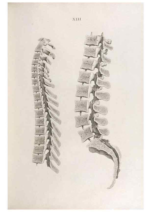 Reproducción/Reproduction 48832988207: Osteographia, or the Anatomy of the Bones.. London,1733.. 