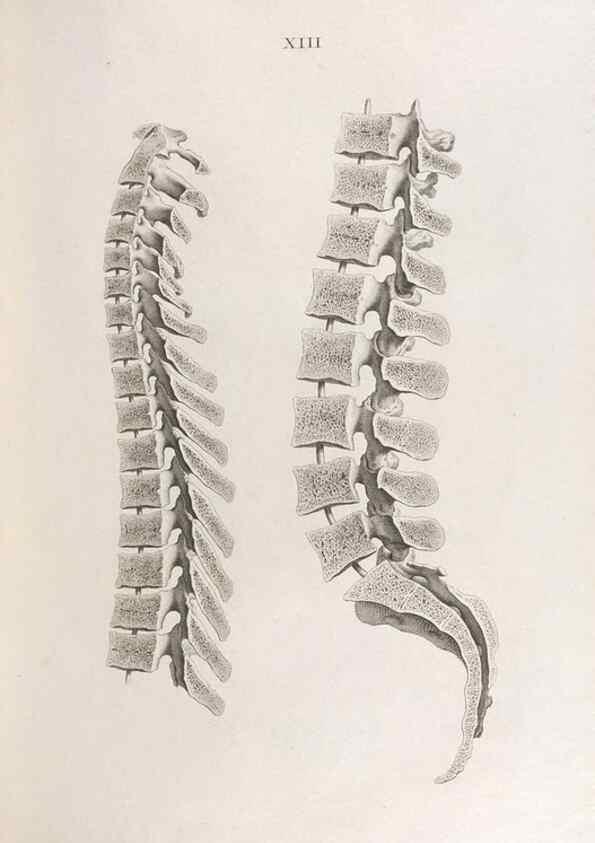 Reproducción/Reproduction 48832988207: Osteographia, or the Anatomy of the Bones.. London,1733.. 