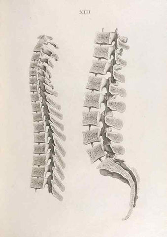 Reproducción/Reproduction 48832988207: Osteographia, or the Anatomy of the Bones.. London,1733.. 