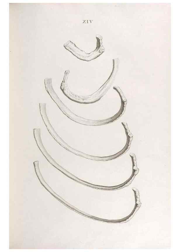 Reproducción/Reproduction 48832818306: Osteographia, or the Anatomy of the Bones.. London,1733.. 