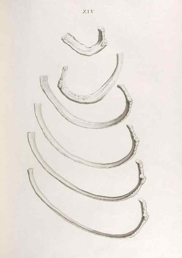 Reproducción/Reproduction 48832818306: Osteographia, or the Anatomy of the Bones.. London,1733.. 