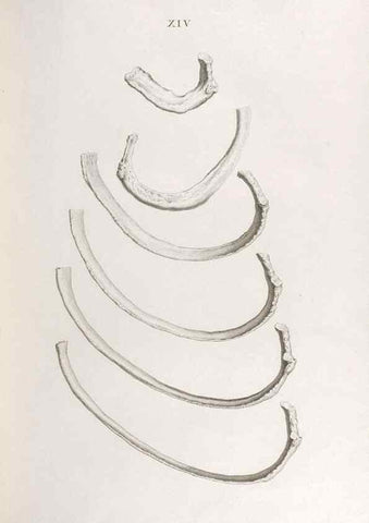 Reproducción/Reproduction 48832818306: Osteographia, or the Anatomy of the Bones.. London,1733.. 