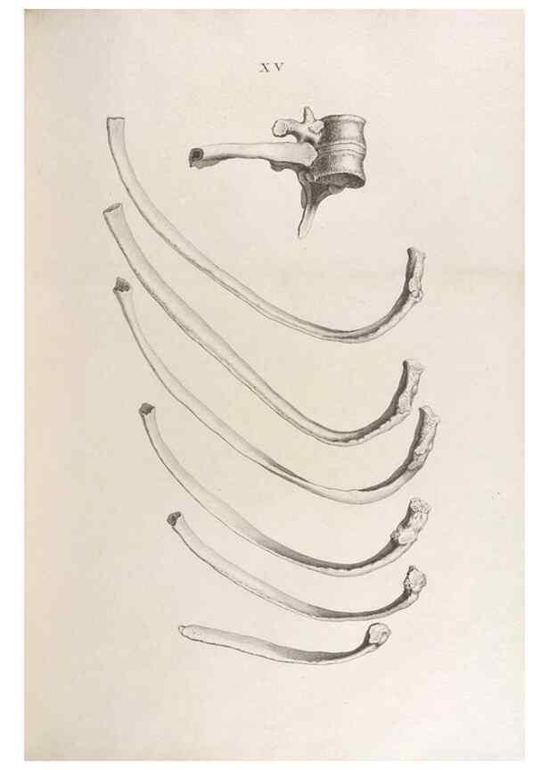 Reproducción/Reproduction 48832818576: Osteographia, or the Anatomy of the Bones.. London,1733.. 