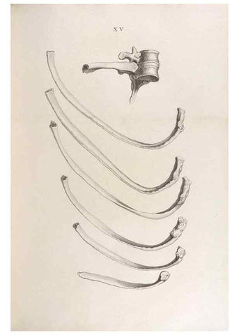 Reproducción/Reproduction 48832818576: Osteographia, or the Anatomy of the Bones.. London,1733.. 