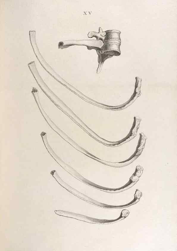 Reproducción/Reproduction 48832818576: Osteographia, or the Anatomy of the Bones.. London,1733.. 