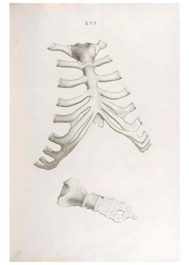 Reproducción/Reproduction 48832989092: Osteographia, or the Anatomy of the Bones.. London,1733.. 