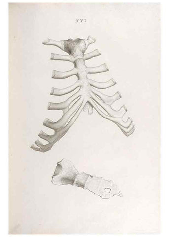 Reproducción/Reproduction 48832989092: Osteographia, or the Anatomy of the Bones.. London,1733.. 