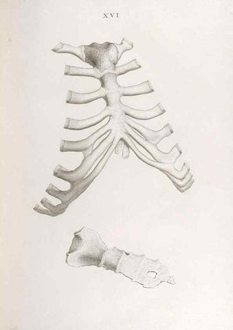 Reproducción/Reproduction 48832989092: Osteographia, or the Anatomy of the Bones.. London,1733.. 