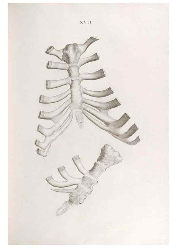Reproducción/Reproduction 48832989352: Osteographia, or the Anatomy of the Bones.. London,1733.. 