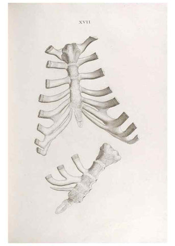 Reproducción/Reproduction 48832989352: Osteographia, or the Anatomy of the Bones.. London,1733.. 