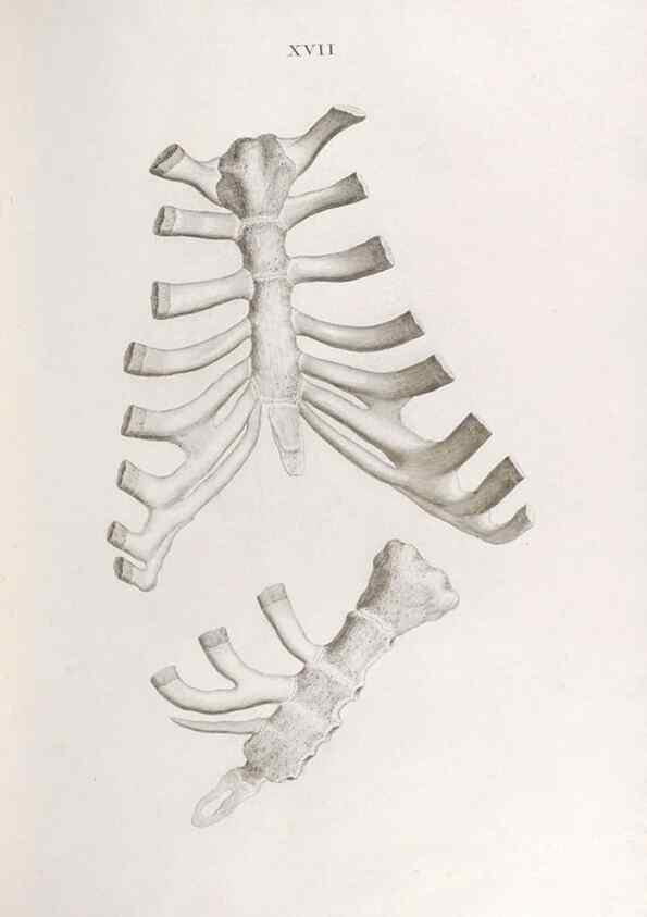 Reproducción/Reproduction 48832989352: Osteographia, or the Anatomy of the Bones.. London,1733.. 