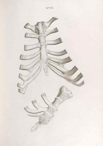 Reproducción/Reproduction 48832989352: Osteographia, or the Anatomy of the Bones.. London,1733.. 