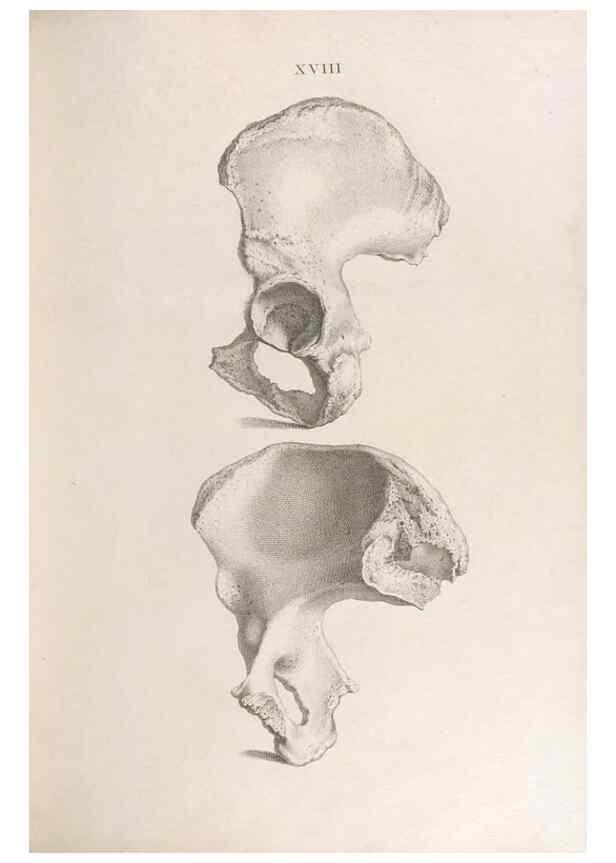 Reproducción/Reproduction 48832989607: Osteographia, or the Anatomy of the Bones.. London,1733.. 