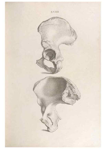 Reproducción/Reproduction 48832989607: Osteographia, or the Anatomy of the Bones.. London,1733.. 