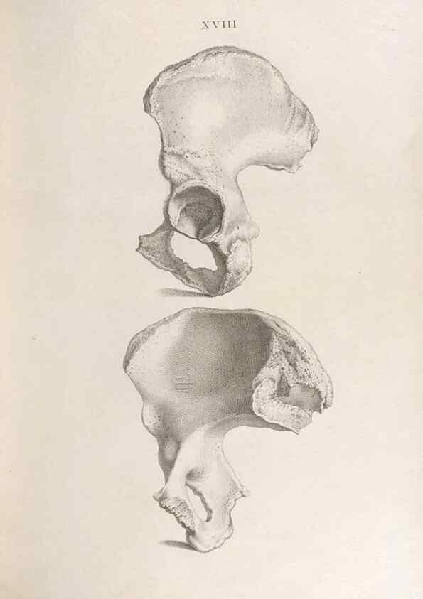 Reproducción/Reproduction 48832989607: Osteographia, or the Anatomy of the Bones.. London,1733.. 