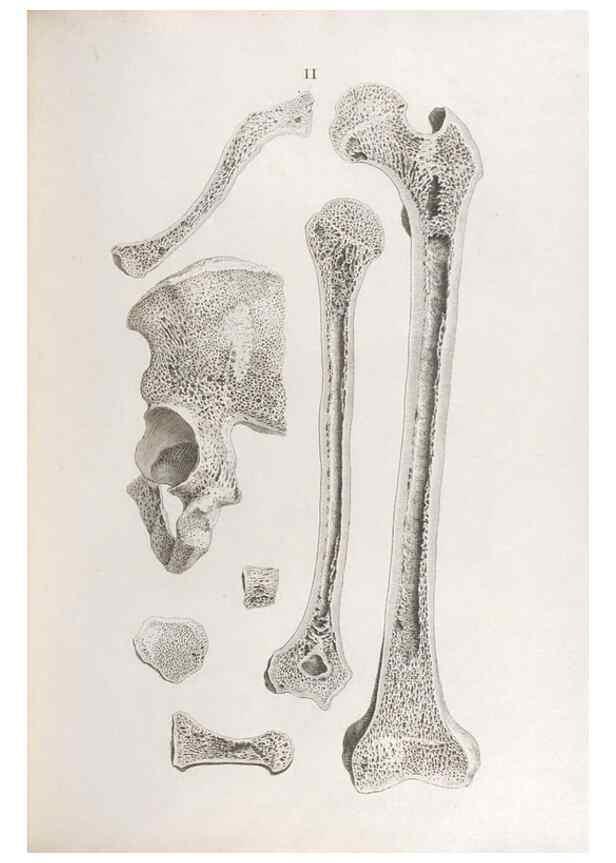 Reproducción/Reproduction 48832448208: Osteographia, or the Anatomy of the Bones.. London,1733.. 