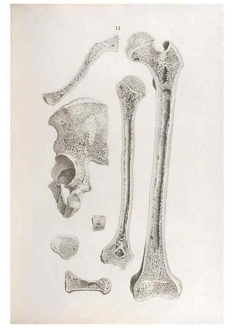 Reproducción/Reproduction 48832448208: Osteographia, or the Anatomy of the Bones.. London,1733.. 
