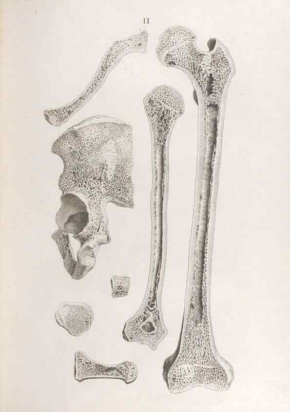 Reproducción/Reproduction 48832448208: Osteographia, or the Anatomy of the Bones.. London,1733.. 