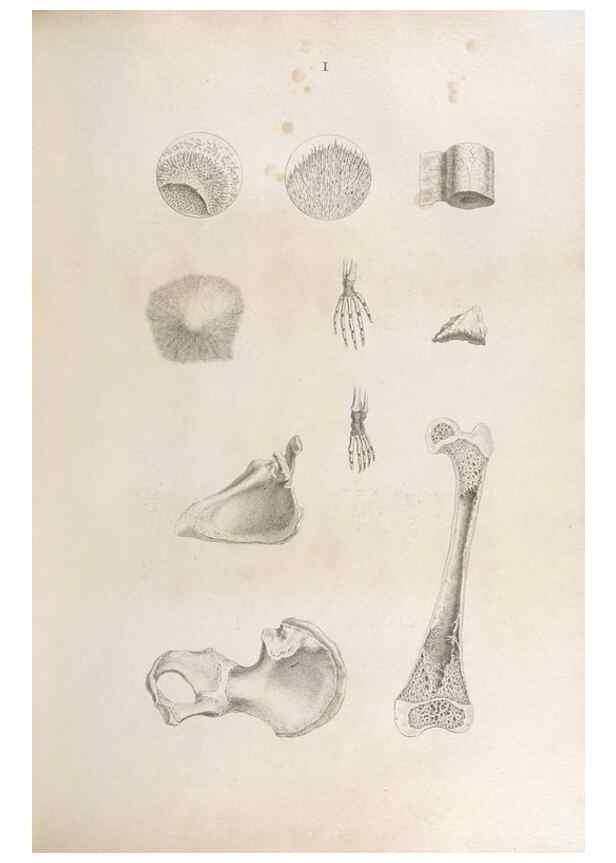 Reproducción/Reproduction 48832813791: Osteographia, or the Anatomy of the Bones.. London,1733.. 