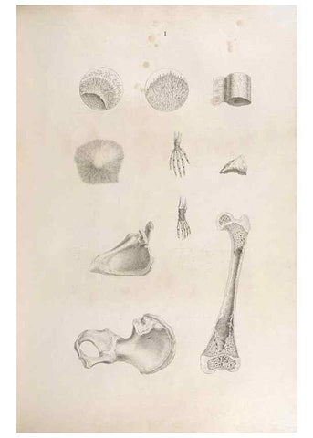 Reproducción/Reproduction 48832813791: Osteographia, or the Anatomy of the Bones.. London,1733.. 