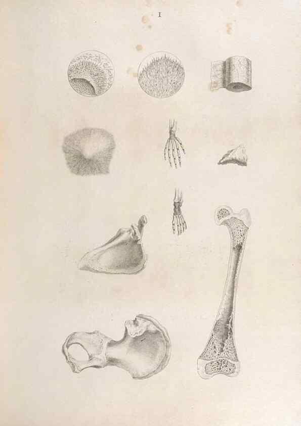 Reproducción/Reproduction 48832813791: Osteographia, or the Anatomy of the Bones.. London,1733.. 