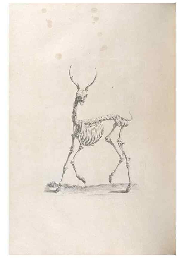 Reproducción/Reproduction 48832813471: Osteographia, or the Anatomy of the Bones.. London,1733.. 