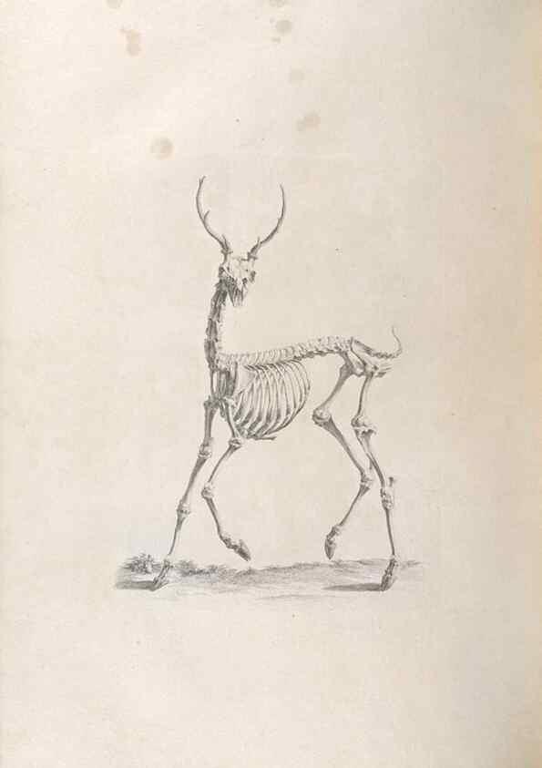 Reproducción/Reproduction 48832813471: Osteographia, or the Anatomy of the Bones.. London,1733.. 