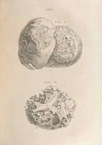 Reproducción/Reproduction 48832808121: Osteographia, or the Anatomy of the Bones.. London,1733.. 